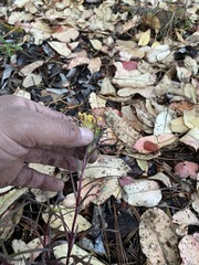 Pedicularis angustifolia