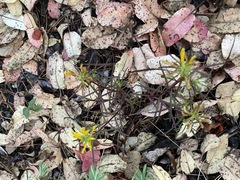 Pedicularis angustifolia