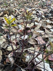Pedicularis angustifolia