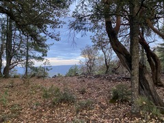 Pedicularis angustifolia