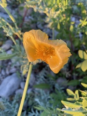 Glaucium flavum