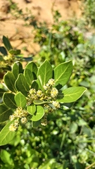 Ocotea pulchella
