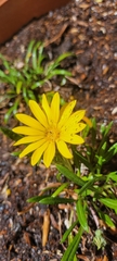 Gazania linearis linearis
