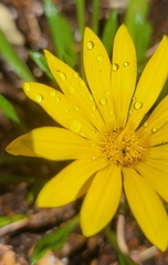 Gazania linearis linearis