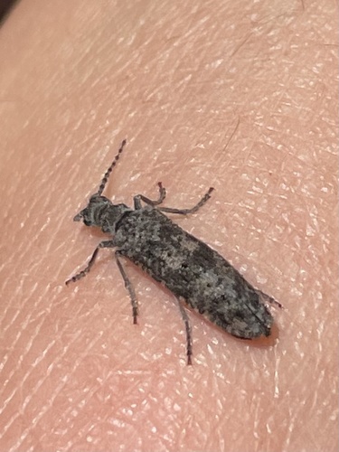 Priacma bleach beetle photo 5