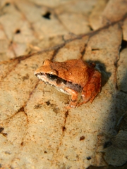 Craugastor mexicanus