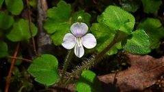 Veronica oligosperma