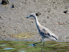 Nyctanassa violacea violacea