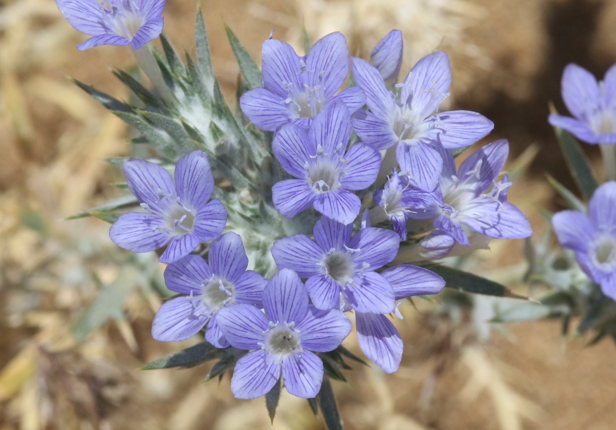 Eriastrum densifolium