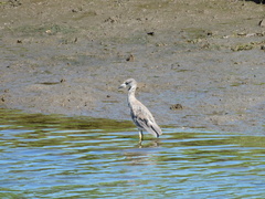 Nyctanassa violacea violacea