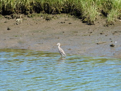 Nyctanassa violacea violacea