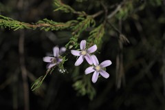 Philotheca reichenbachii