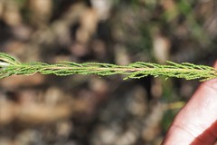 Philotheca reichenbachii