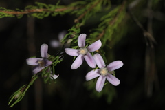 Philotheca reichenbachii