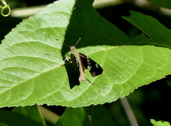 Ectomis octomaculata