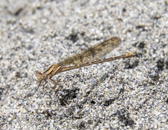 Argia emma