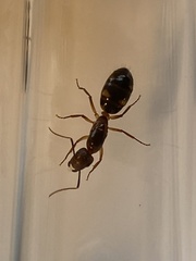 Camponotus inaequalis