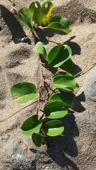 Ipomoea pes-caprae brasiliensis