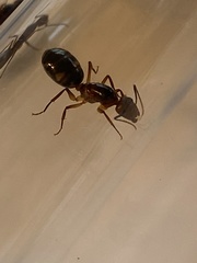 Camponotus inaequalis