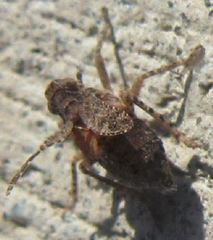 Danepteryx