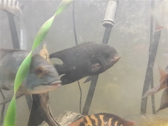 Hypselecara coryphaenoides