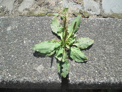 Plantago major