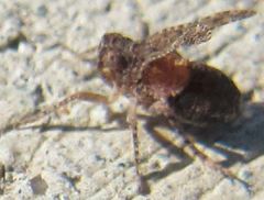 Danepteryx
