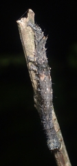 Catocala amica-lineella
