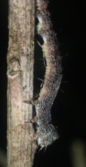 Catocala amica-lineella