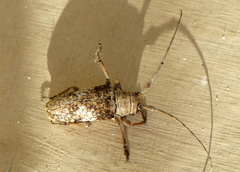 Lochmaeocles cornuticeps