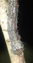 Catocala amica-lineella