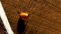 Cyclocephala borealis