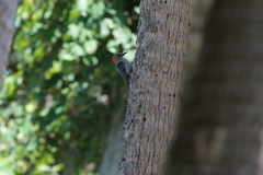 Melanerpes carolinus image