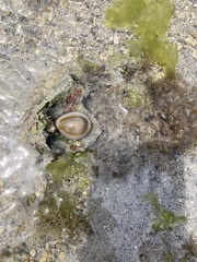 Monetaria annulus