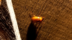 Cyclocephala borealis