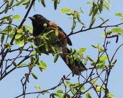 Pipilo maculatus oregonus