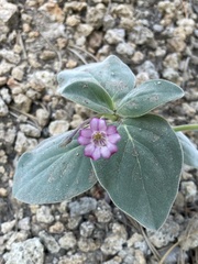 Cycladenia humilis