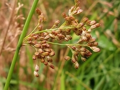 Juncus effusus solutus