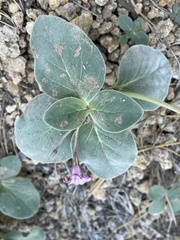 Cycladenia humilis