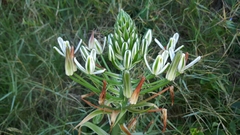 Albuca batteniana