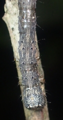 Catocala amica-lineella