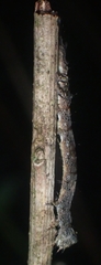 Catocala amica-lineella