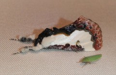 Eudryas unio