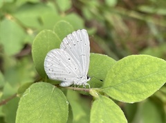 Celastrina humulus