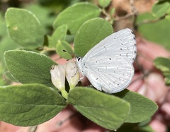 Celastrina humulus