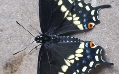 Papilio polyxenes