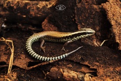 Mayan Black-Headed Skink photo 2