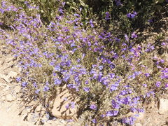 Penstemon heterophyllus australis