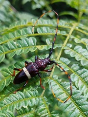 Trachyderes succinctus