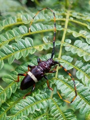 Trachyderes succinctus